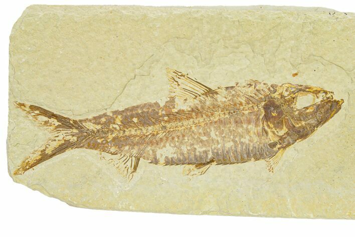 Detailed Fossil Fish (Knightia) - Wyoming #289908